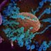 Virus illustration